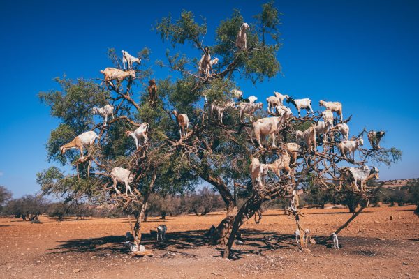 Morocco, Argan Plantation - Image 2